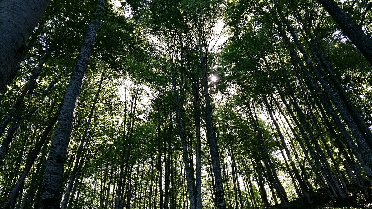 Bosque de la Selva de Irati en el Pirineo navarro