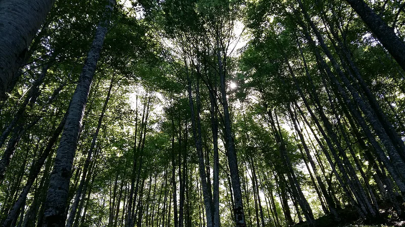 Bosque de la Selva de Irati en el Pirineo navarro